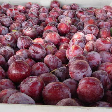 CANDY PLUM unit