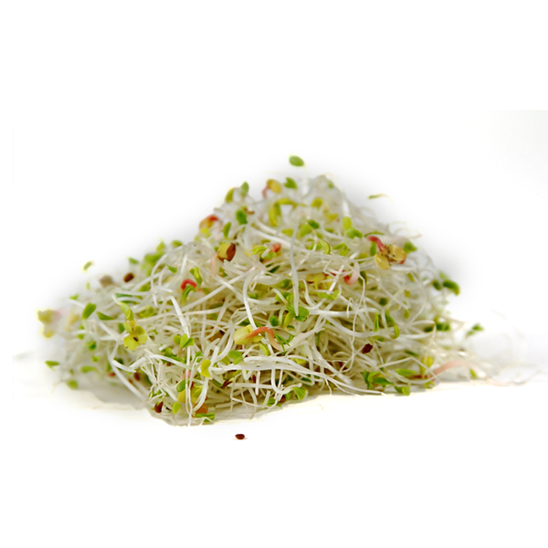 ALFALFA RADISH SPROUTS