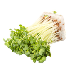 ALFALFA RADISH SPROUTS