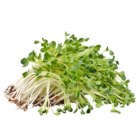 ALFALFA SPROUTS