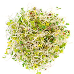 ALFALFA SPROUTS