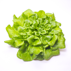 BUTTER LETTUCE