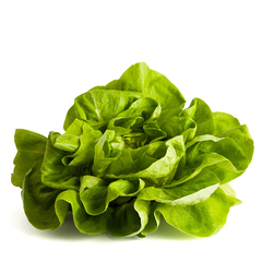 BUTTER LETTUCE