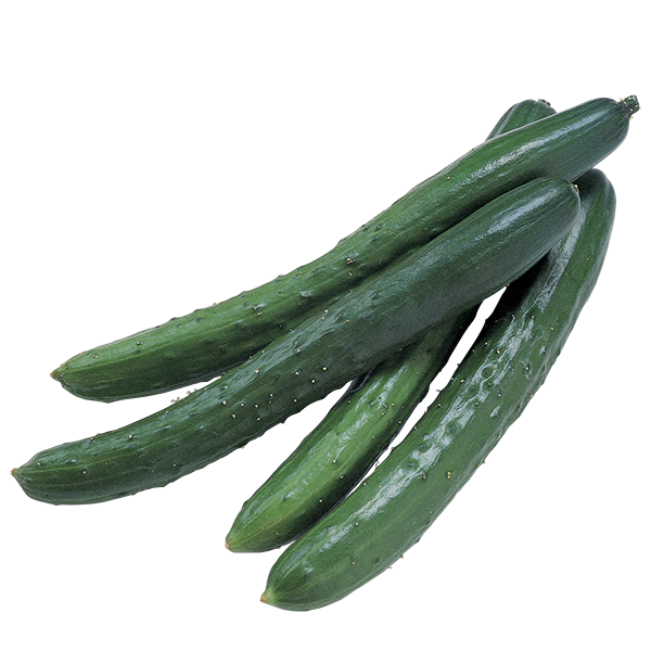 CONTINENTAL CUCUMBER