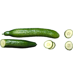 CONTINENTAL CUCUMBER