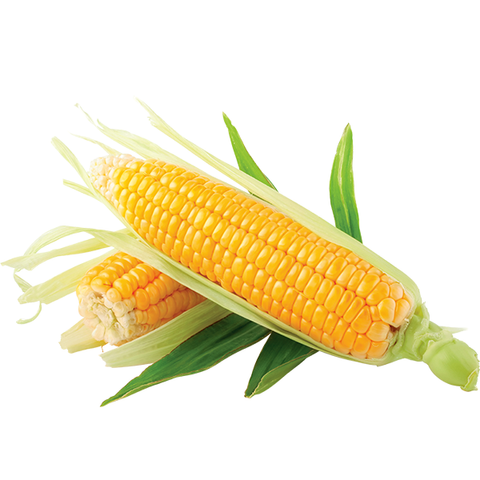 CORN COB (PER UNIT)