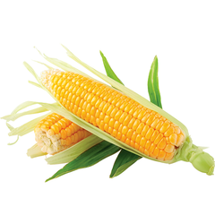 CORN COB (PER UNIT)