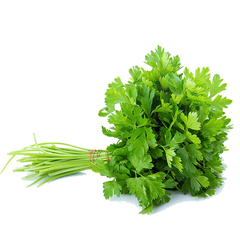 CURLY PARSLEY