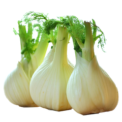 FENNEL BULB