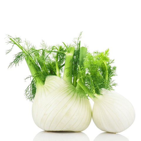 FENNEL BULB