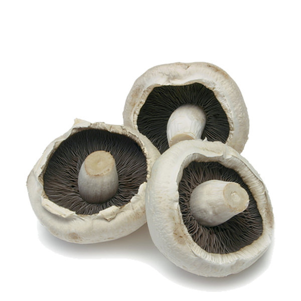 FIELD MUSHROOMS