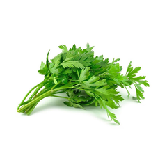 FLAT LEAF PARSLEY