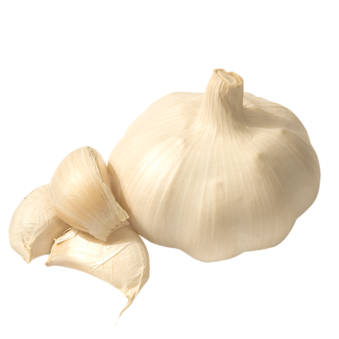 GARLIC