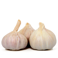 GARLIC