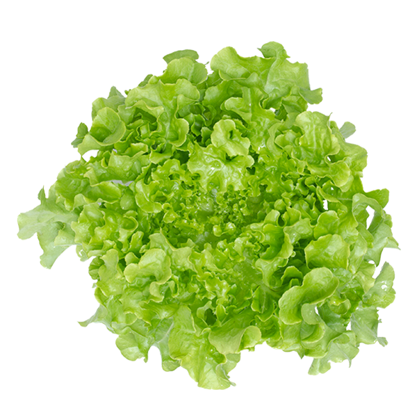 GREEN OAK LETTUCE