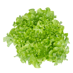 GREEN OAK LETTUCE