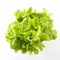 GREEN OAK LETTUCE