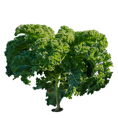 KALE