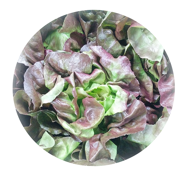 MINGUETTE LETTUCE