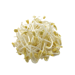 MUNG SPROUTS