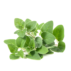 OREGANO