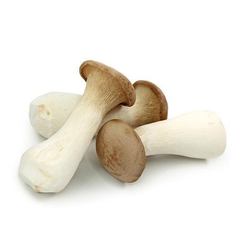 OYSTER MUSHROOM PACK