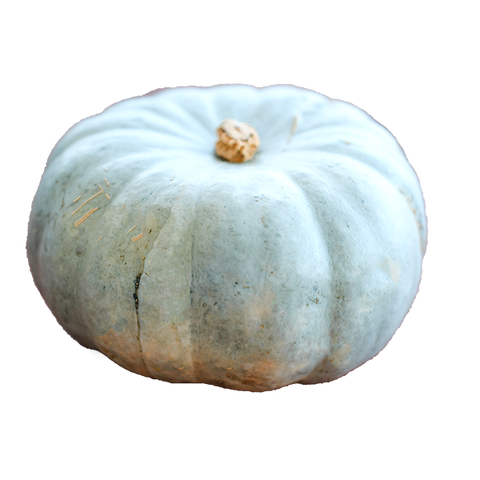 QUEENSLAND BLUE PUMPKIN