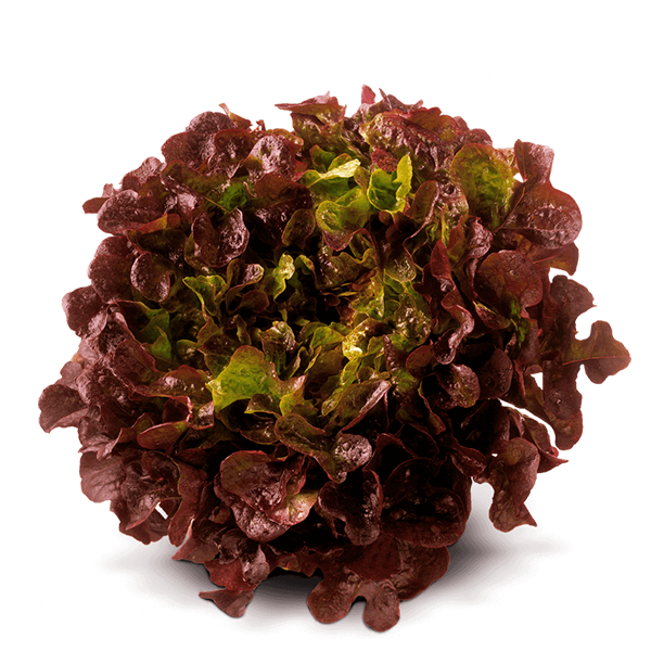 RED OAK LETTUCE