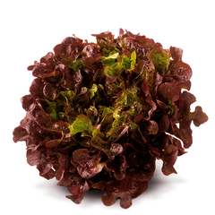 RED OAK LETTUCE