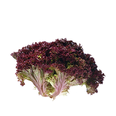 RED OAK LETTUCE