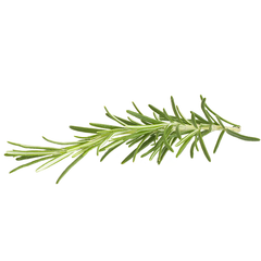 ROSEMARY