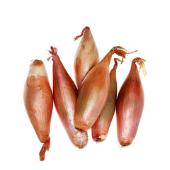 SHALLOTS
