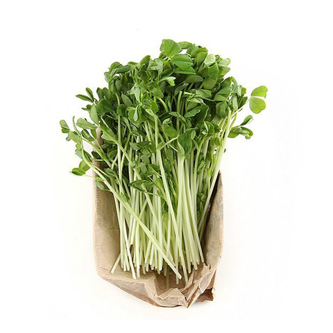 SNOWPEA SPROUTS
