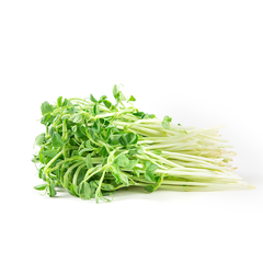 SNOWPEA SPROUTS