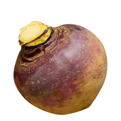 SWEDE (PER UNIT)
