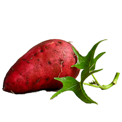 SWEET POTATO