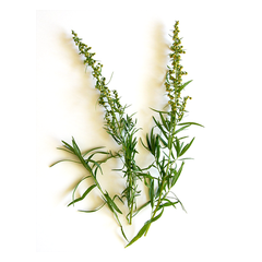 TARRAGON