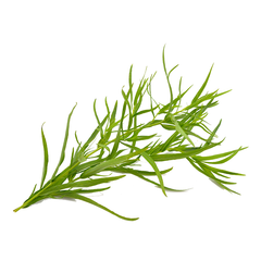 TARRAGON